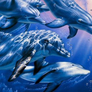 мумий тролль дельфины аккорды