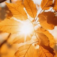 осень лицей