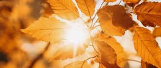 осень лицей